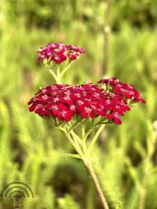 Achillea mil. 'Cerise Queen'