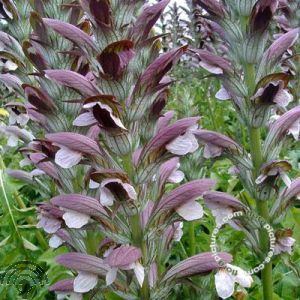 Acanthus mollis 'Latifolius'