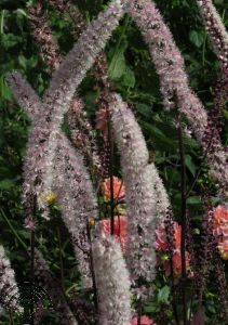 Actaea simp. 'Pink Spike'
