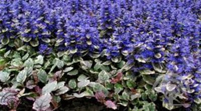 Ajuga reptans 'Multicolor' (='Rainbow')