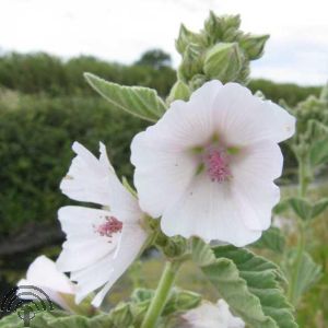Althaea officinalis