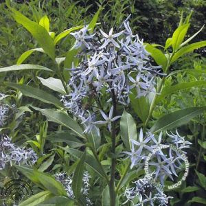 Amsonia illustris