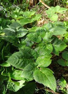 Angelica archangelica