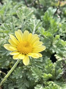 Anthemis hyb. 'Sauce Hollandaise'