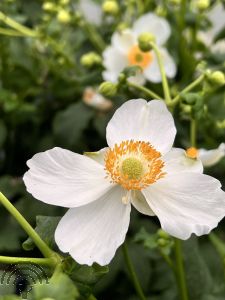 Anemone hyb. 'Whirlwind'