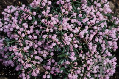 Andromeda polifolia 'Blue Lagoon'
