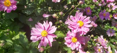 Anemone 'Pretty Lady Emily'®