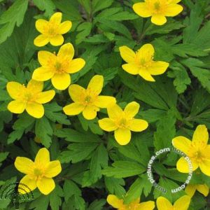 Anemone ranunculoides
