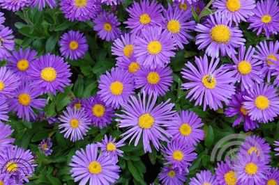 Aster alpinus