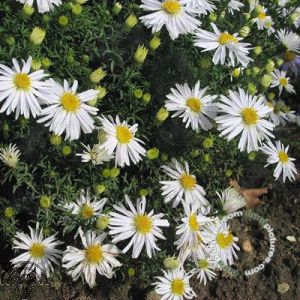 Aster (D) 'Apollo'
