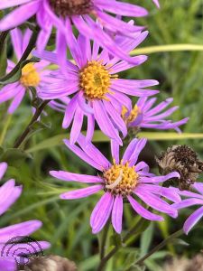 Aster amellus 'Rosa Erfüllung' (= 'Pink Zenith')