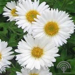 Aster alpinus (white)