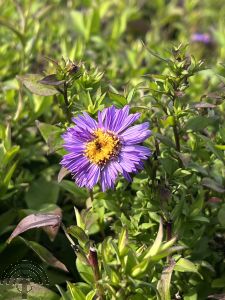 Aster Barbados
