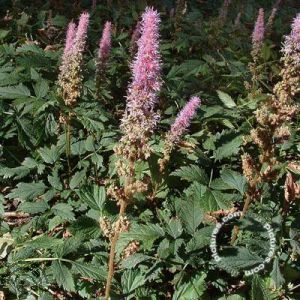 Astilbe chinensis 'Pumila'