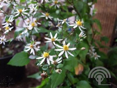 Aster divaricatus 'Beth Chatto'