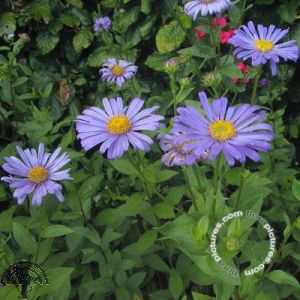 Aster frikartii 'Jungfrau'