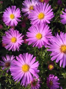 Aster (D) 'Herbstgruß vom Bresserhof'