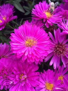 Aster (D) 'Jenny'