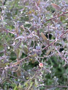 Aster lat. 'Horizontalis'