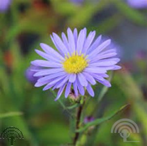 Aster lat. 'Prince'