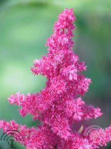Astilbe (J) 'Mainz'