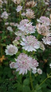 Astrantia maj. 'Rosa Lee'