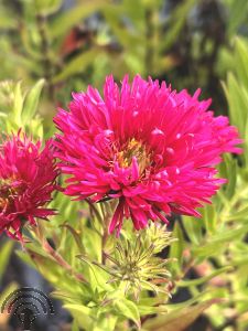 Aster n.-a. 'Andenken an Alma Pötschke'