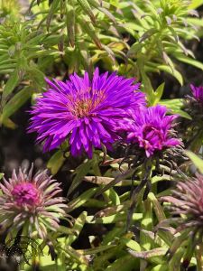 Aster n.-a. 'Purple Dome'