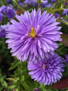 Aster n.-b. 'Marie Ballard'