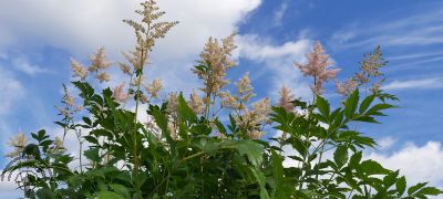 Astilbe (J) 'Peach Blossom'