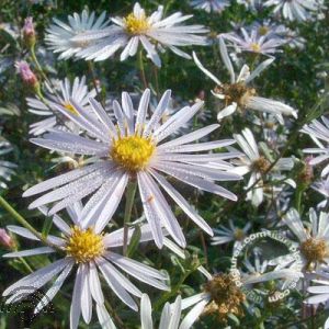 Aster pyrenaeus 'Lutetia'