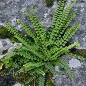 Asplenium trichomanes