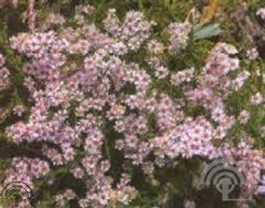 Aster ercoides 'Lovely'