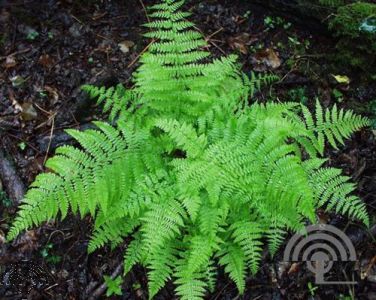 Athyrium filix-femina