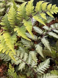 Athyrium niponicum 'Red Beauty'