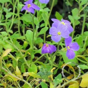 Aubrieta 'Cascade Blue'