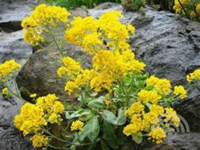 Aurinia saxatilis