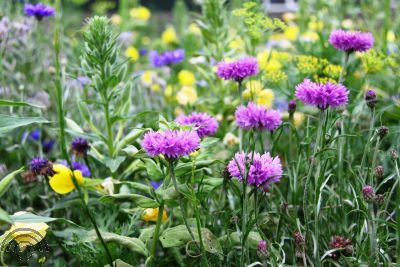 Bloemzaad 'Veldbloem 1'