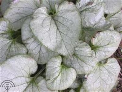 Brunnera macr. 'Looking Glass'®