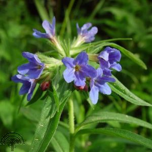 Buglossoides purpurocaerulea