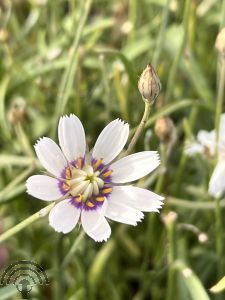 Catananche caerulea