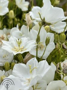 Campanula carp. 'Weiße Clips'