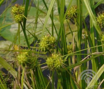 Carex flava