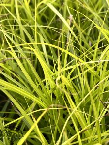 Carex muskingumensis