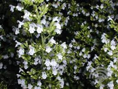 Calamintha nepeta 'White Cloud'