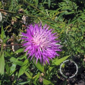 Centaurea dealbata