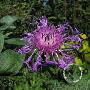 Centaurea jacea