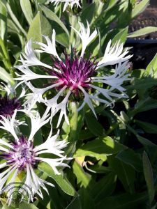 Centaurea montana 'Amethyst Snow'®