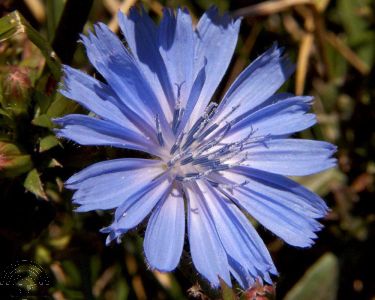 Cichorium intybus