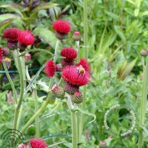 Cirsium rivulare 'Atropurpureum'